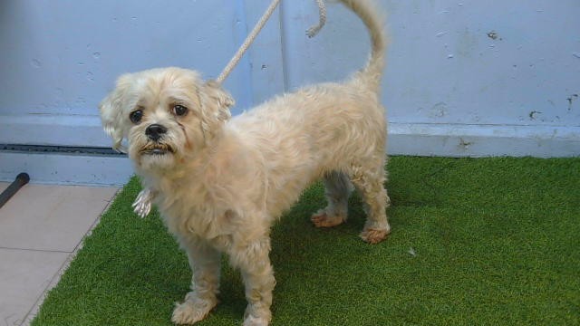 A5802086, a Maltese, available for adoption