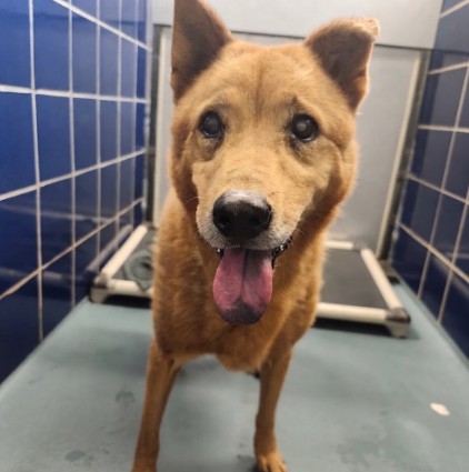 Lilly, a Shepherd (mix breed), available for adoption