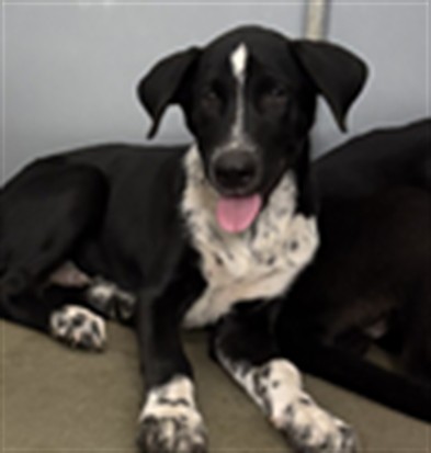 A035173, a Retriever (mix breed), available for adoption