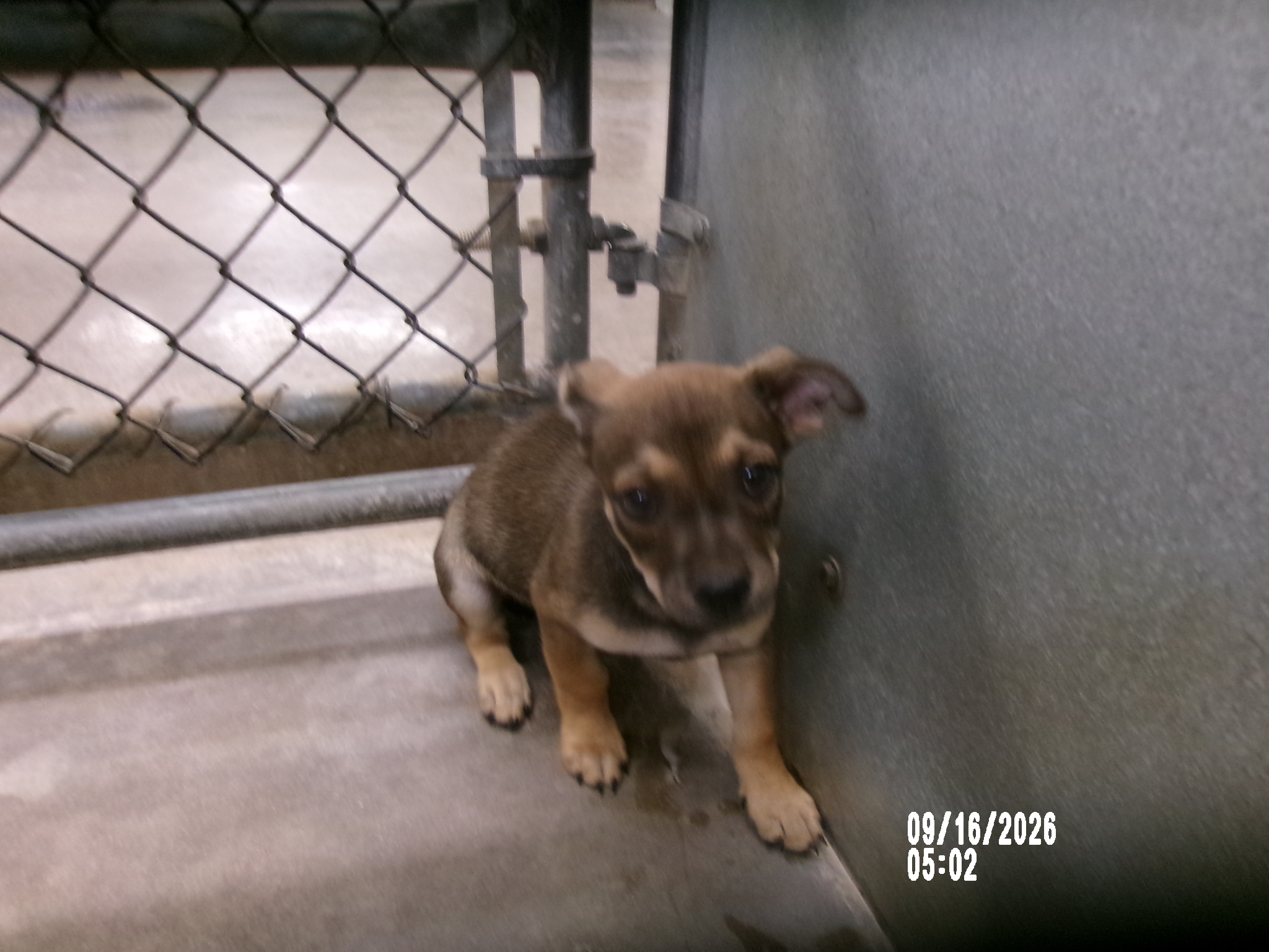 Bowser, a Shepherd (mix breed), available for adoption