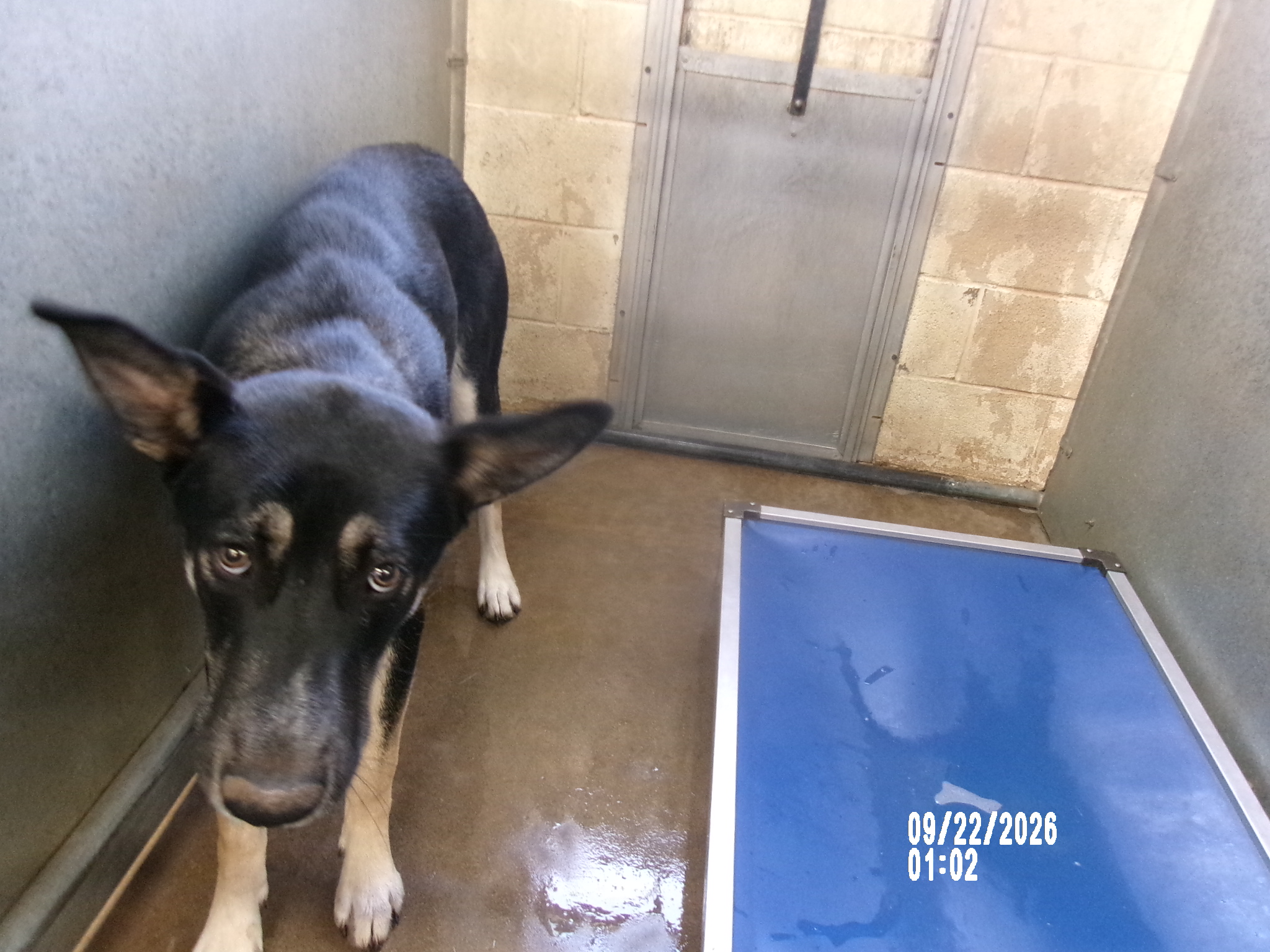 Ranger, a Shepherd, available for adoption