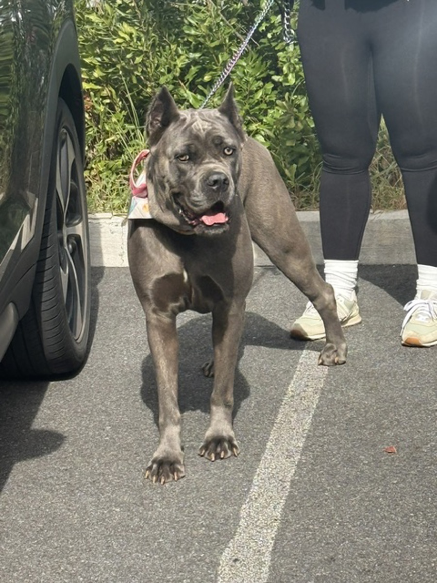 Bleu, a Cane Corso Mastiff, available for adoption