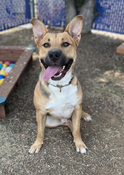 Buttons, a Pit Bull Terrier, available for adoption