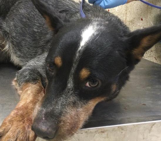 Boomer, a Australian Cattle Dog/Blue Heeler, available for adoption