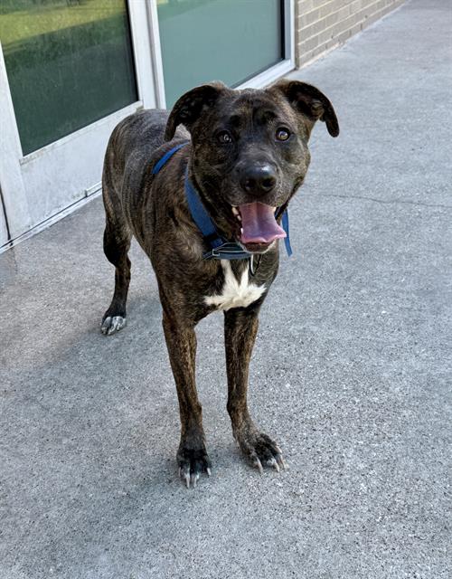 Sable, a Mountain Cur (mix breed), available for adoption