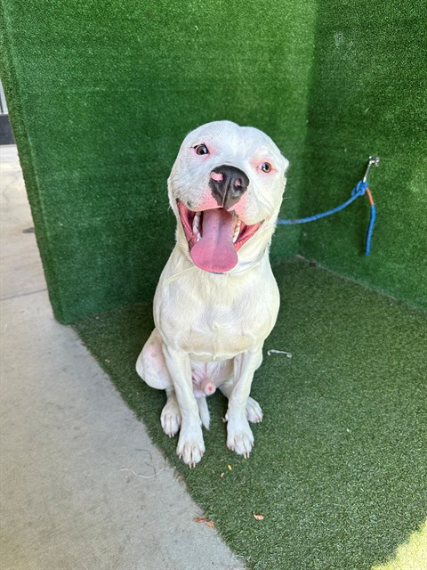 Slim, a Boxer, available for adoption