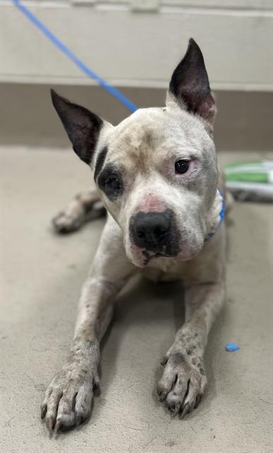 Banner, a Pit Bull Terrier (mix breed), available for adoption
