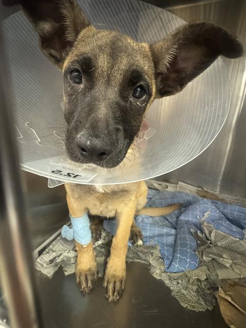 Kid, a German Shepherd (mix breed), available for adoption
