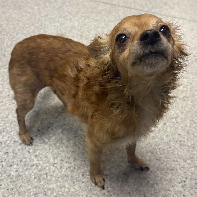A615181, a Chihuahua, available for adoption