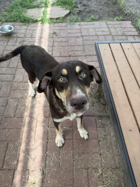 Dottie, a Husky (mix breed), available for adoption