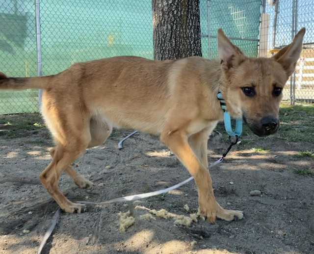 Lovie, a German Shepherd (mix breed), available for adoption