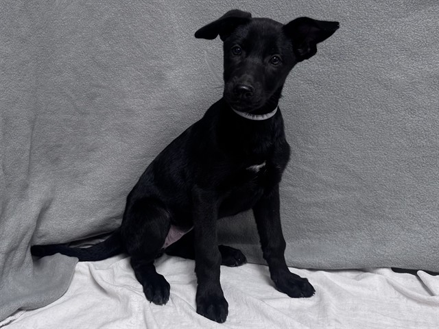 Pepper, a Labrador Retriever, available for adoption
