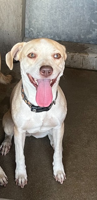 Eloise, a Pit Bull Terrier, available for adoption