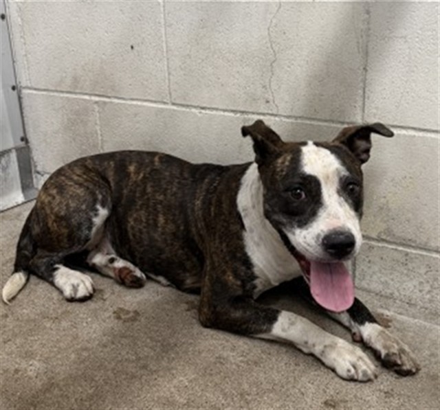 Ayla Rose, a Pit Bull Terrier, available for adoption