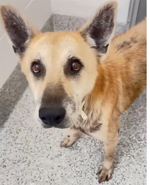 Ruthie, a Shepherd, available for adoption