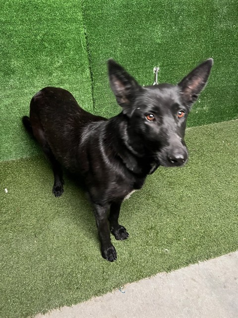 Sasha, a German Shepherd, available for adoption