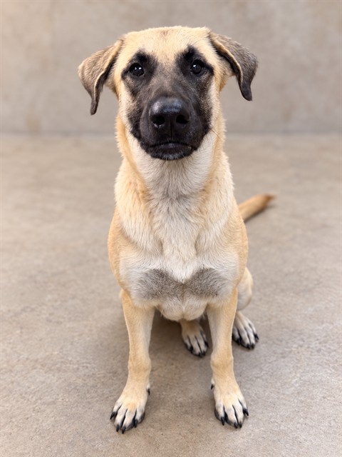 Sally, a Anatolian Shepherd, available for adoption