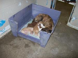 Main Photo of this Dog