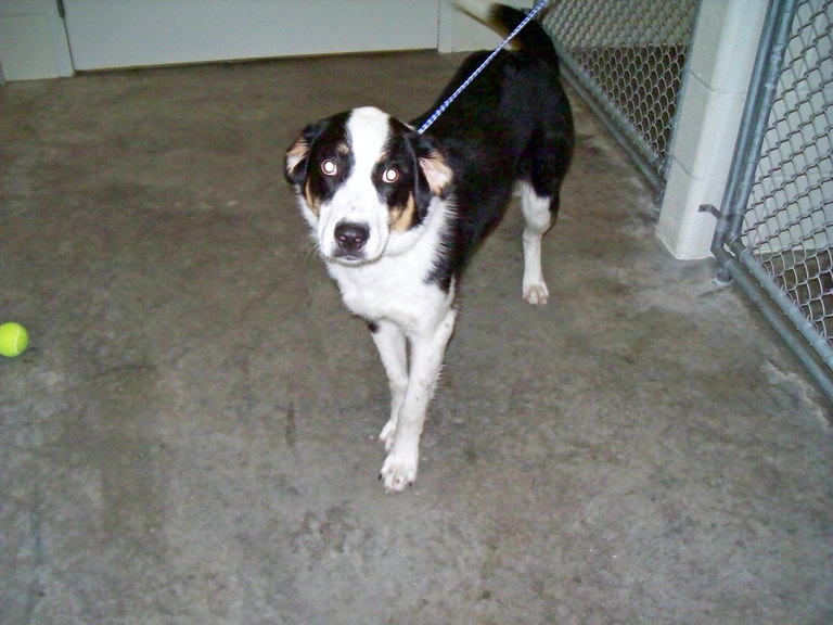Other Photos of thie Dog