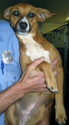 Other Photos of thie Dog