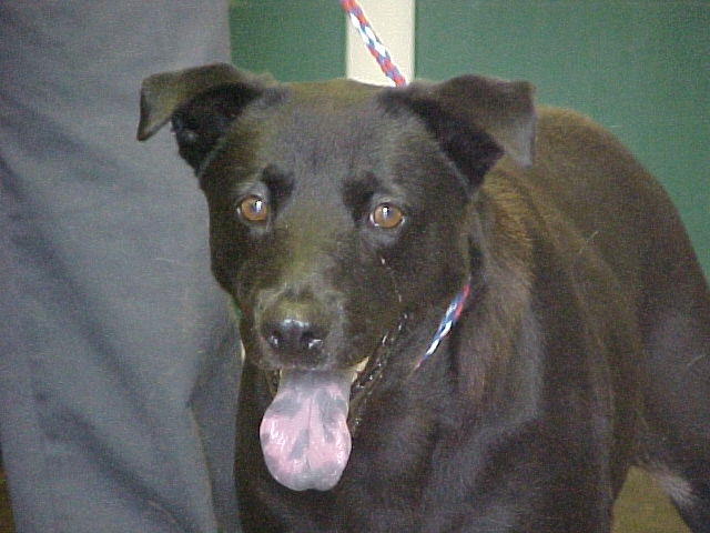Other Photos of thie Dog