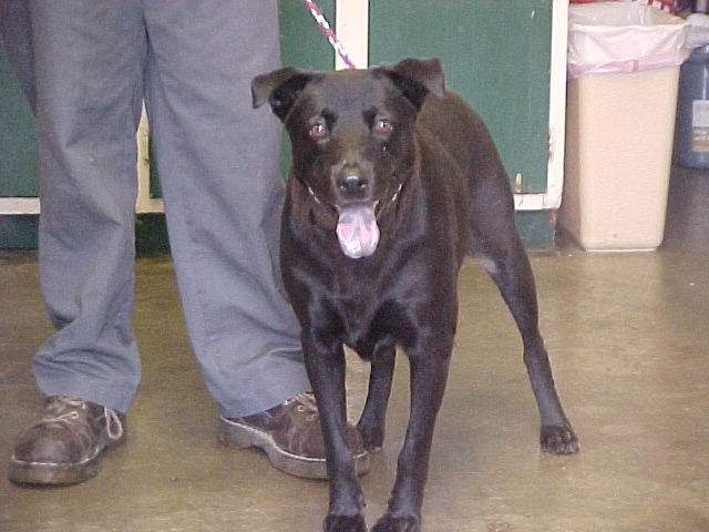 Other Photos of thie Dog