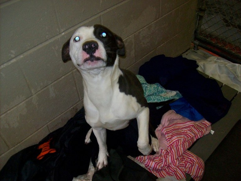 Other Photos of thie Dog