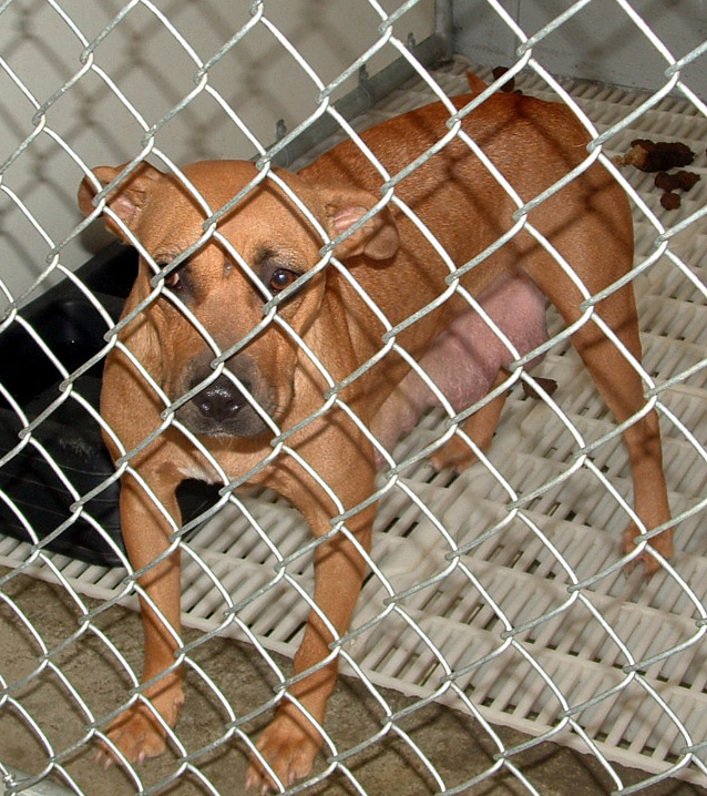 Other Photos of thie Dog