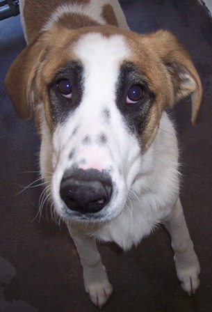 Other Photos of thie Dog
