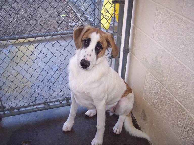Other Photos of thie Dog