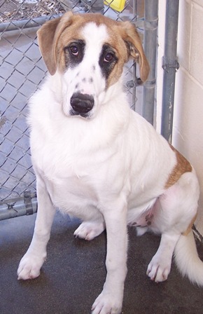 Other Photos of thie Dog