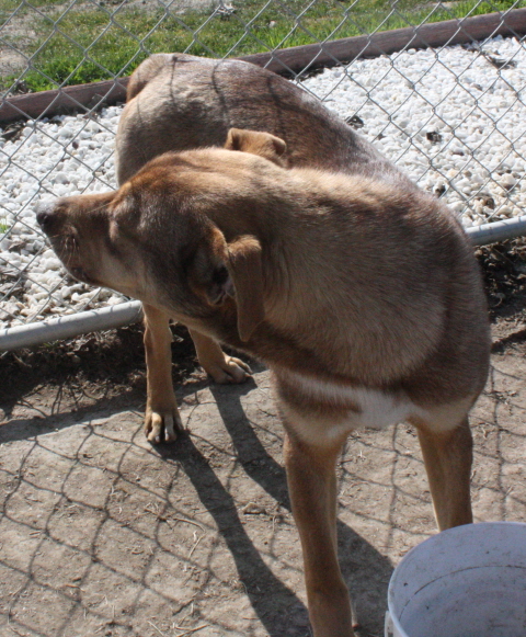 Other Photos of thie Dog