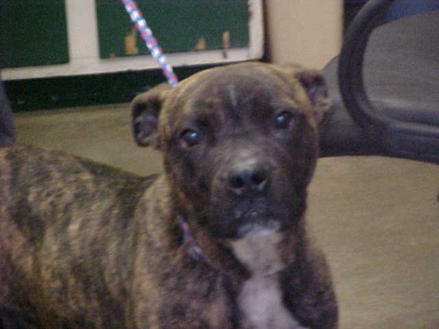 Other Photos of thie Dog