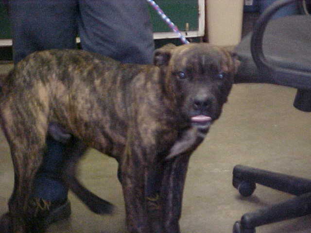 Other Photos of thie Dog