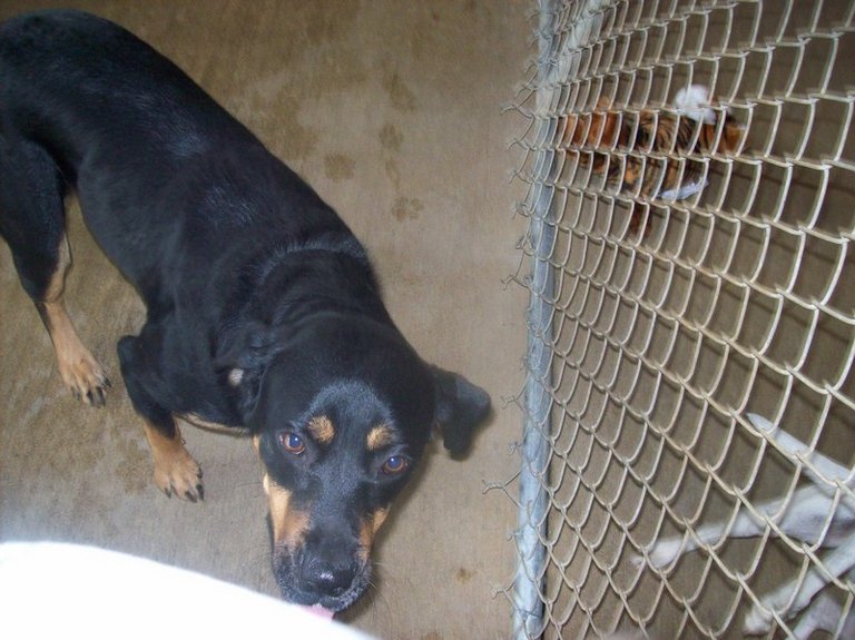 Other Photos of thie Dog