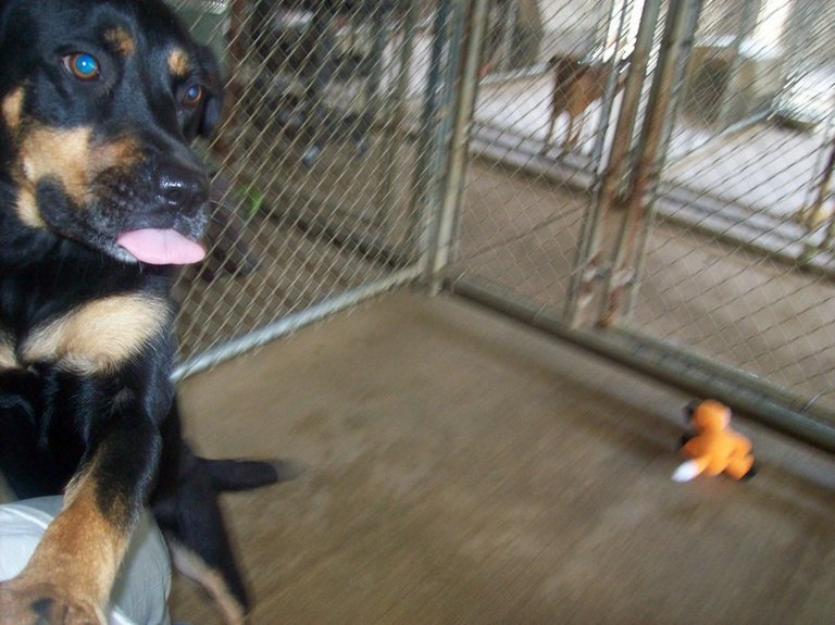 Other Photos of thie Dog