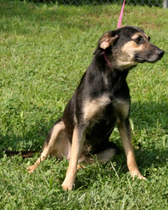 Other Photos of thie Dog
