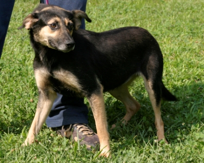 Other Photos of thie Dog