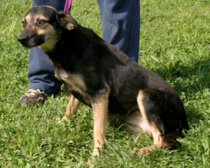 Other Photos of thie Dog