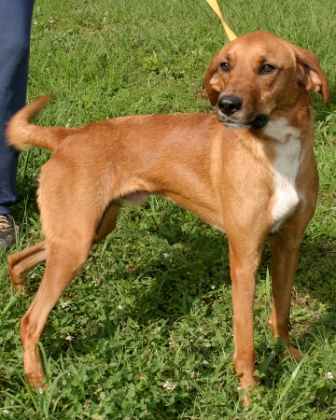 Other Photos of thie Dog