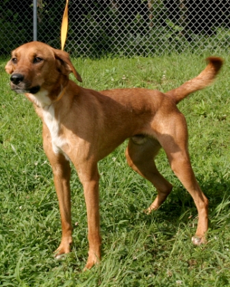 Other Photos of thie Dog