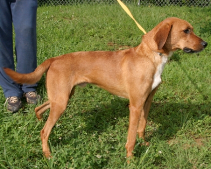 Other Photos of thie Dog