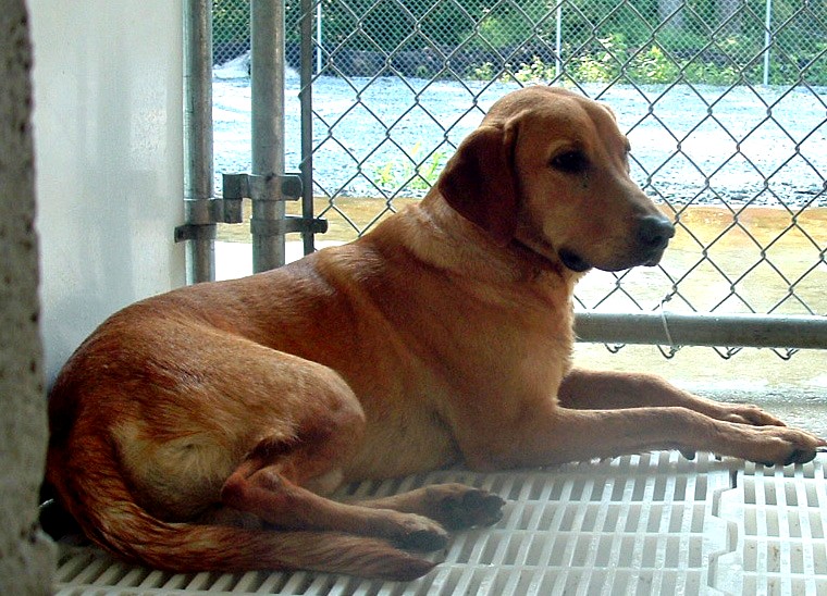 Other Photos of thie Dog