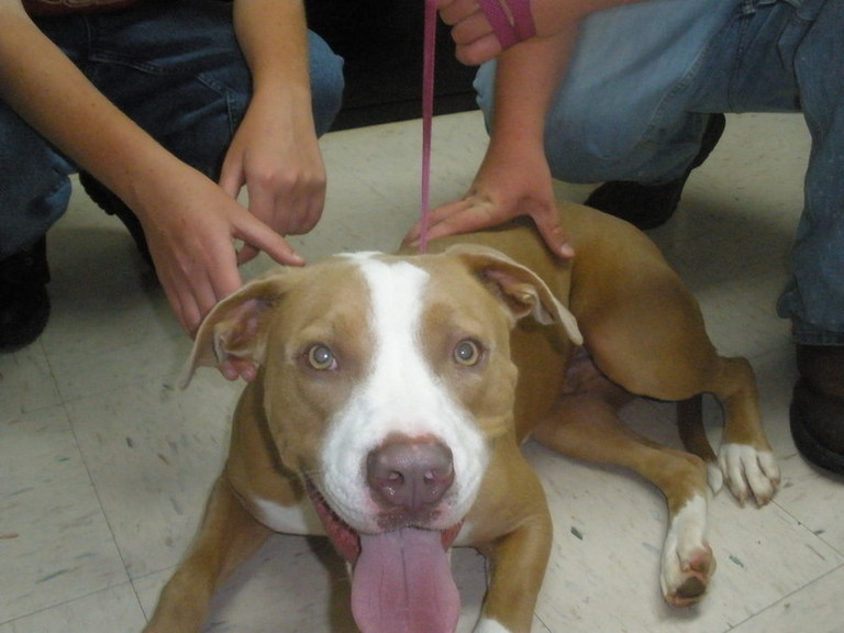 Other Photos of thie Dog