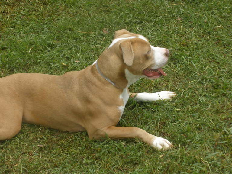 Other Photos of thie Dog