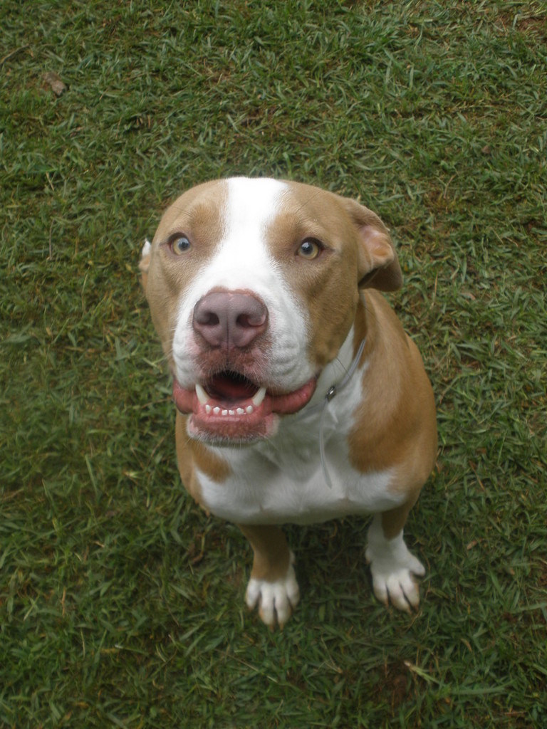 Other Photos of thie Dog