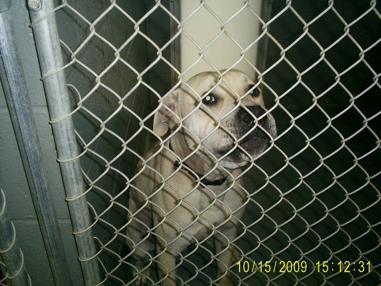 Other Photos of thie Dog