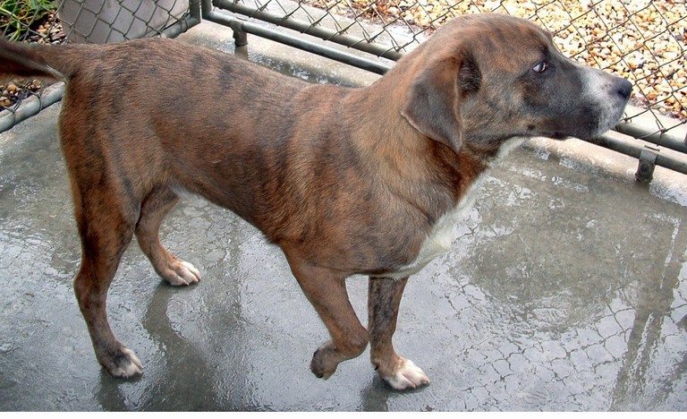 Other Photos of thie Dog