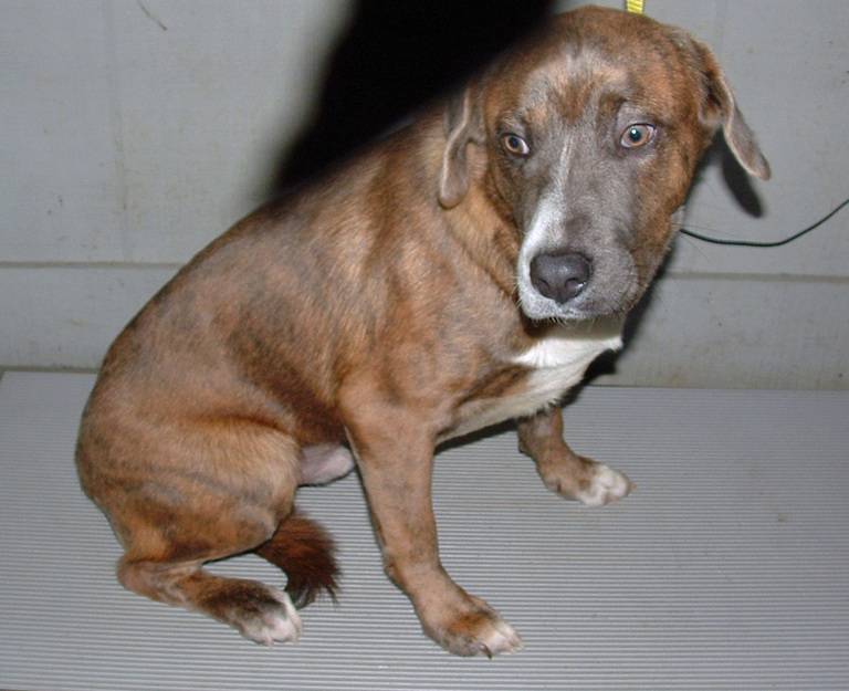 Other Photos of thie Dog