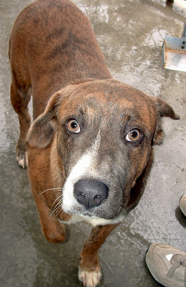 Other Photos of thie Dog